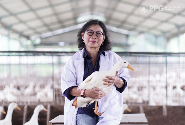 Bisnis Ternak Bebek Gunsi 888